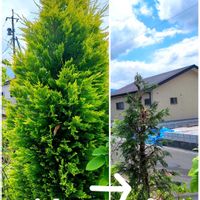 アスター,ガイラルディア,ユリ,百合,スカシユリの画像