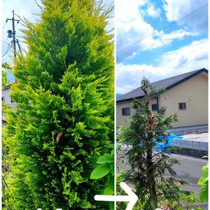 アスター,ガイラルディア,ユリ,百合,スカシユリの画像