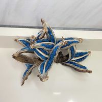 ヒスイカズラ,タビビトノキ,タビビトノキ,石垣島 サイエスガーデン,石垣島サイエンスガーデンの画像