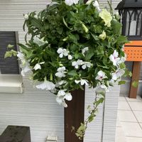 インパチェンス,センニチコウ,ニチニチソウ,ヘデラ,サフィニアの画像