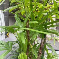 シュロチクの画像