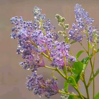 セアノサス,カルフォルニアライラック,ガーデニング,マイガーデン,花のある暮らしの画像