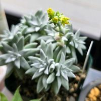 グリーニー,ダドレア グリーニー,多肉植物,ダドレア,多肉多肉多肉の画像