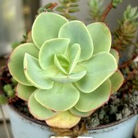 ピーチプリデ,ピンクルビー,エケベリア ドイツシャンペーン,多肉植物寄せ植え,エケベリア属の画像