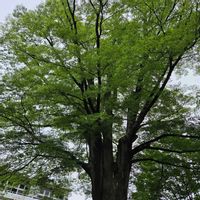 ケヤキ,目に青葉～2026の画像