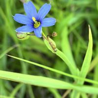 ヤグルマギク,チガヤ,ルリニワゼキショウ,野草,春から初夏の花の画像