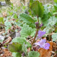 カキドオシ,シソ科,平和を願う,青い花マニア,医療関係者に感謝の画像