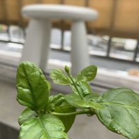 茉莉花 マツリカ 八重咲き ピカケ ジャスミン,茉莉花 マツリカ 八重咲き ピカケ ジャスミン,お花,成長記録,花のある暮らしの画像