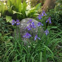 チリアヤメ,ピラカンサ,カナメモチの花,コアヤメ,シルクジャスミンの花の画像