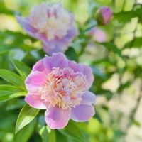 イキシア,クレマチスフォンドメモリーズ,シャクヤク ソルベット,#イキシアヴィリディフローラ,花のある暮らしの画像