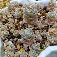 子持ち蓮華,日高ミセバヤ,多肉植物,元気に育て♡,多肉大好き！の画像