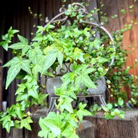 ワイヤープランツ,ツタ(蔦)の画像