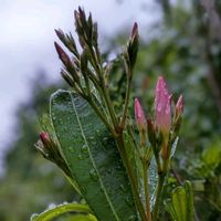 キョウチクトウ,ノビル,蔓万年草,野蒜,夾竹桃の画像