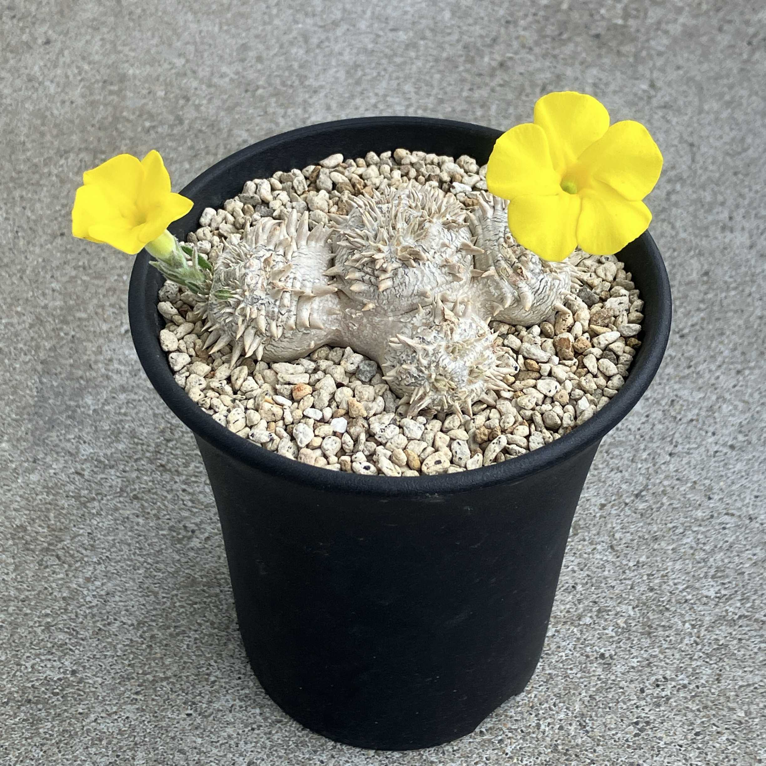塊根植物(コーデックス)とは｜レアで人気の種類は？育て方のコツは