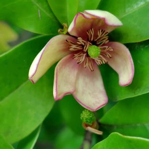 カラタネオガタマ,筑波実験植物園,GSに感謝。,植物観察,植物散策の画像