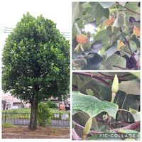 ハートカズラ,ユリノキ,公園,いつもありがとう♡,素敵な出会いに感謝の画像