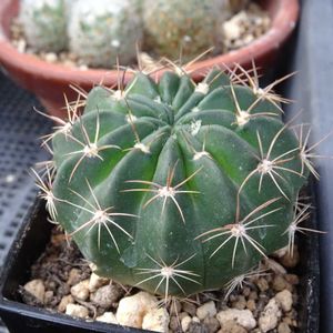 　エキノプシス属,　エキノプシス属,オブレパンダ,多肉植物,観葉植物の画像