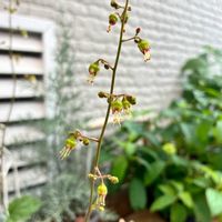 クランベリー,ヒューケラ,植物のある暮らし,ほしつながり,たいせつななかま♡の画像