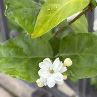 マツリカ,アラビアンジャスミン,小さな庭♡,しろい花,おうち園芸の画像