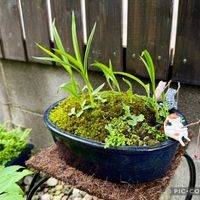 サギソウ,苔(コケ),サギソウ（鷺草）,苔 こけ,球根植物の画像