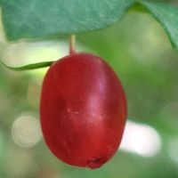 ウメ,ブルーベリー,ウグイスカグラ,ジュンベリー,グミの画像