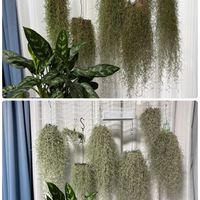 バンダ,バンダ,ウスネオイデス,ウスネオイデス,室内の画像