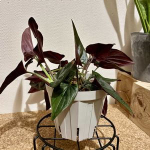 シンゴニウム,シンゴニウム チョコレート,観葉植物,植え替え,ジャングル化計画の画像