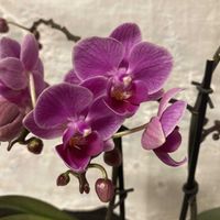 コチョウラン,胡蝶蘭,ミニ胡蝶蘭,花芽？,高芽？の画像