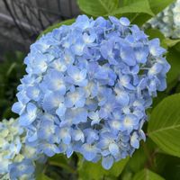 アジサイ,アジサイ,オクラ,紫陽花,アナベルの画像
