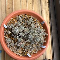 子持ち蓮華の画像
