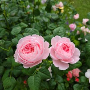 バラ,クイーン・オブ・スウェーデン,バラ ライフ,薔薇♪,庭作りの画像