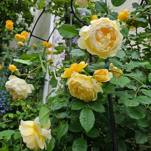 バラ,ザポエッツワイフ,バラ ライフ,薔薇♪,庭作りの画像