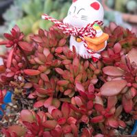 ファンファーレ,クラバツム,紅稚児,パープルヘイズ,パルチェラの画像