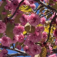 サクラ,ナナカマド,ナナカマド,ナナカマド,八重桜の画像