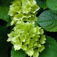 アジサイ,バイカウツギ,ユリ,タチアオイ,エキナセア フラダンサーの画像