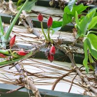 シンゴニウム,シンゴニウム,セダム,苔(コケ),クロガネモチの画像