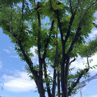 ケヤキ,モミジ,クスノキ,青い空,イマソラの画像