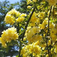 ハナビシソウ,モッコウバラ,バロン・ジロード・ラン,花のある暮らし,植物のある暮らしの画像