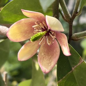 カラタネオガタマ,カラタネオガタマ,散歩,花散歩,花のある暮らしの画像