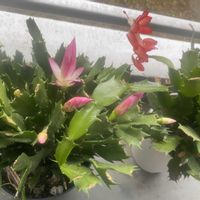 シャコバサボテン,デンマークカクタス,デンマークカクタス(シャコバサボテン),季節外れの開花,ベランダの画像