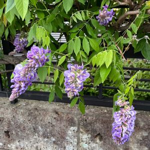 アメリカフジ,アメリカフジ,今日のお花の代わり✨,✨亜米利加藤✨,美しいの画像