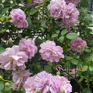 レイニーブルー,ガーデニング,花のある暮らし,バラのある暮らし,ばら バラ 薔薇の画像