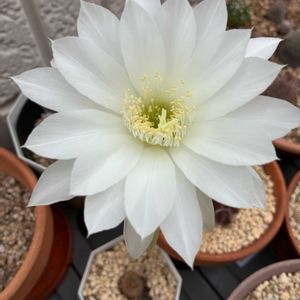 短毛丸,ベランダの画像