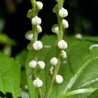ヒトリシズカ,フタリシズカ,フタリシズカ,フタリシズカ,山野草の画像