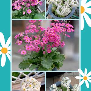 サクラソウ,コラージュ,GSに感謝。,お花は癒し,GS皆様ありがとうの画像