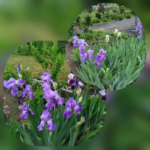 ジャーマンアイリス,ダッチアイリス,ブルーの花が好き,お庭作り中,美しく青きドヨウの画像