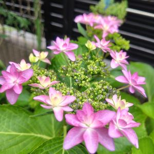 花のある暮らし,優しい時間,小さな庭の画像