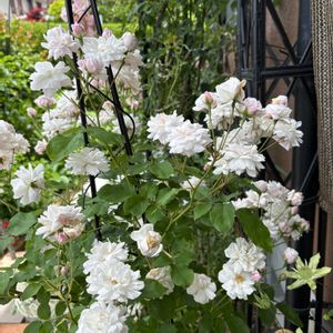 ブラッシュノアゼット,ガーデニング,花のある暮らし,小さな庭の画像