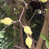 ロウバイ,蝋梅の実,可愛い〜♡,花のある暮らし,庭の画像