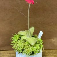ムシトリスミレ,食虫植物,庭の画像